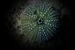 Dead Sea Urchin